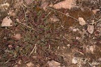 Hypericum silenoides