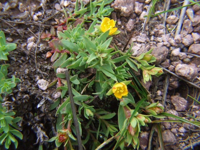 Hypericum silenoides photo 2