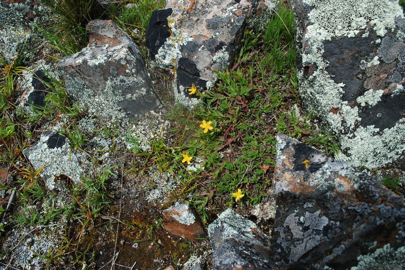 Hypericum silenoides photo 4