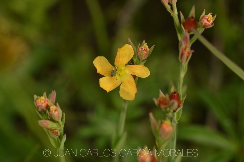 Hypericum silenoides photo 5