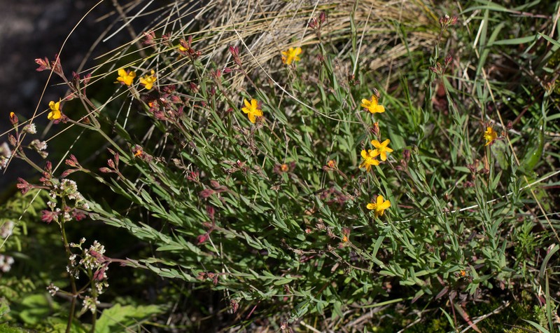 Hypericum silenoides photo 6