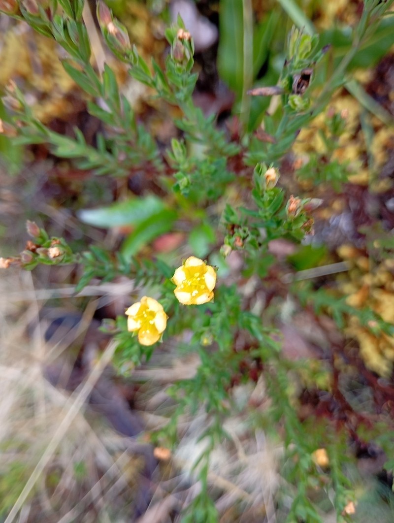 Hypericum silenoides photo 7
