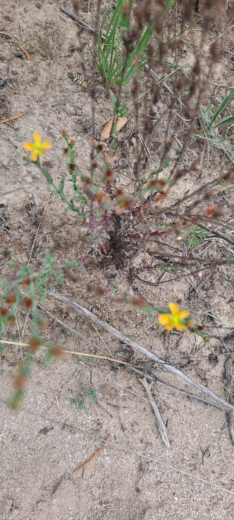 Hypericum silenoides photo 8