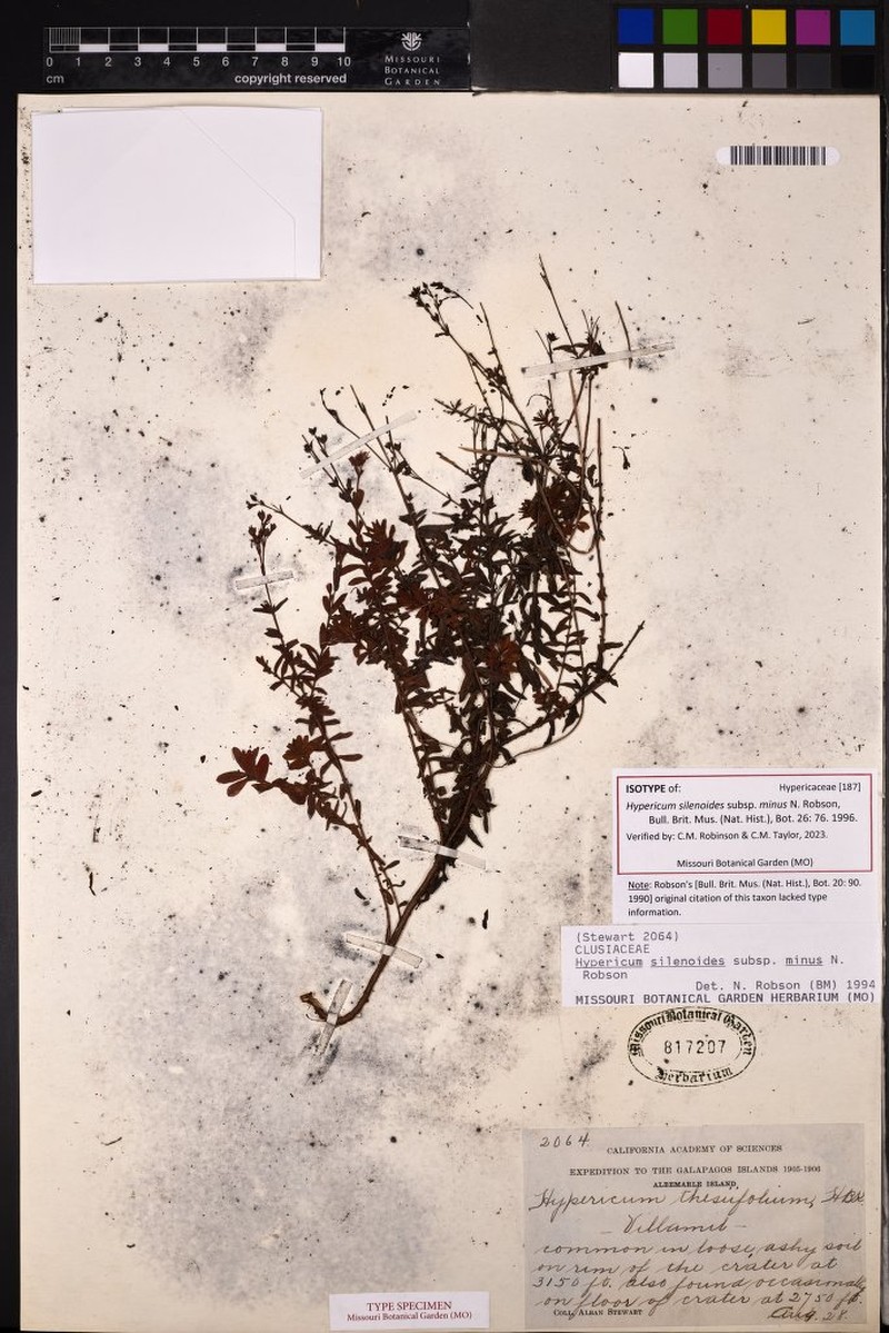Hypericum silenoides subsp. minus