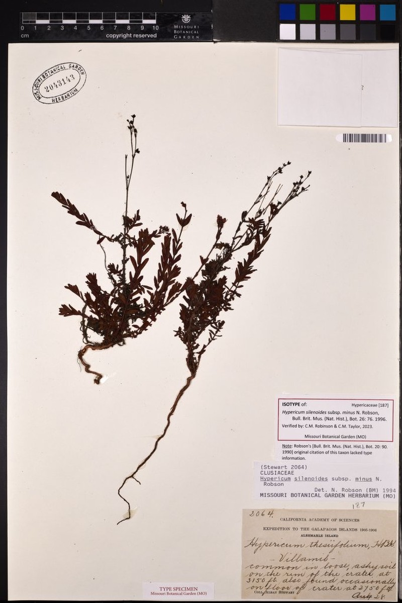 Hypericum silenoides subsp. minus photo 2