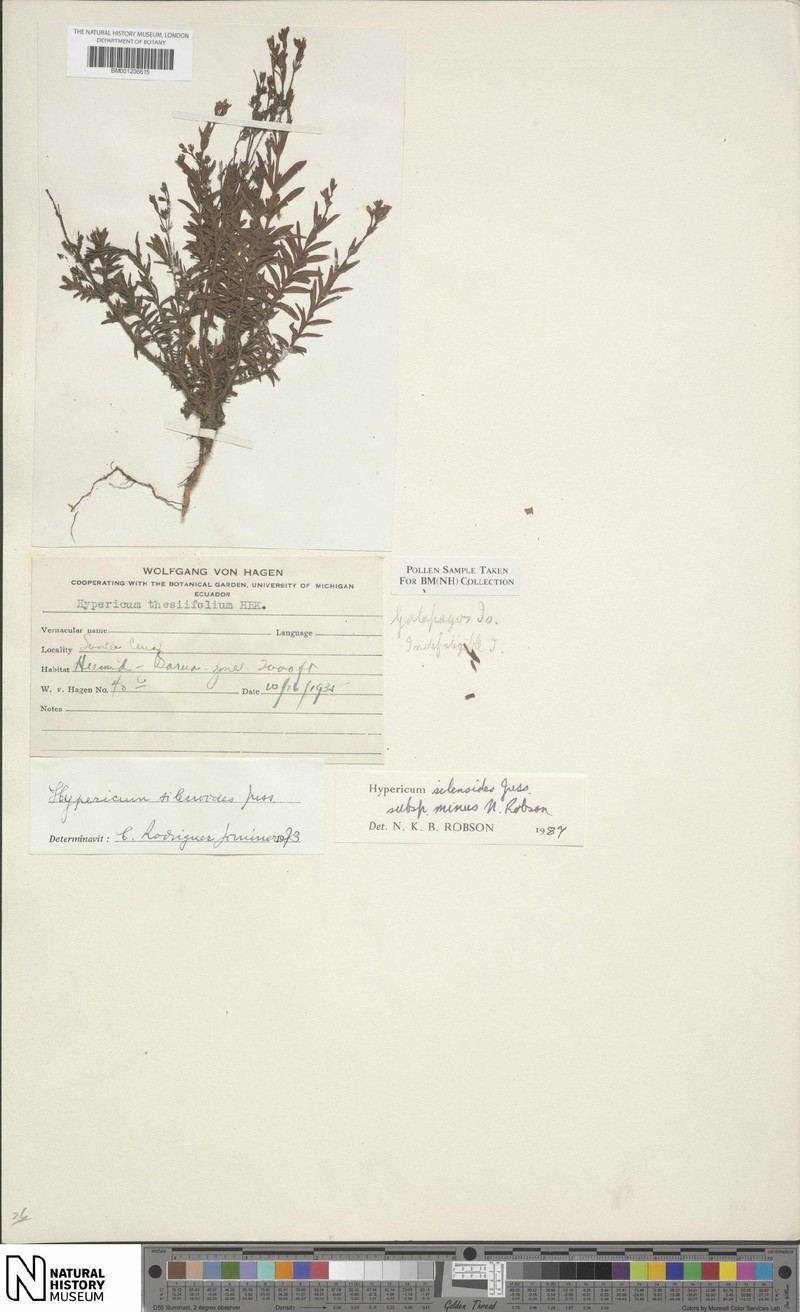 Hypericum silenoides subsp. minus photo 3