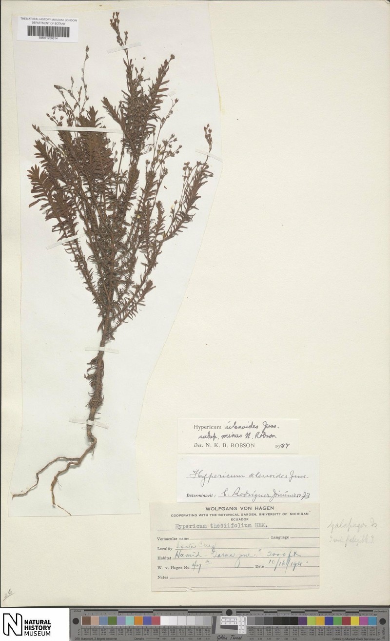 Hypericum silenoides subsp. minus photo 4