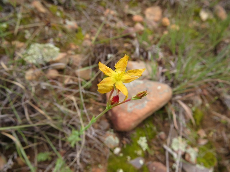 Hypericum silenoides subsp. silenoides