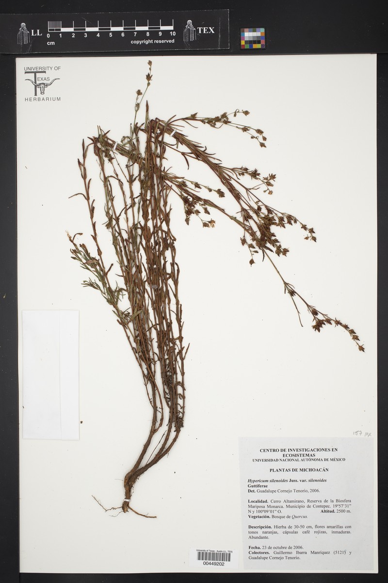 Hypericum silenoides subsp. silenoides photo 2