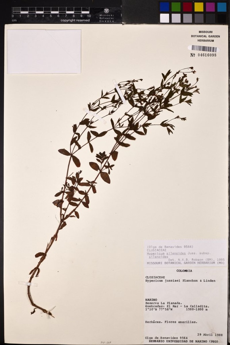 Hypericum silenoides subsp. silenoides photo 3