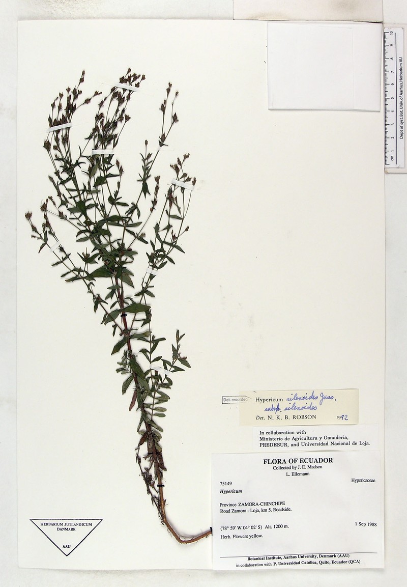 Hypericum silenoides subsp. silenoides photo 4
