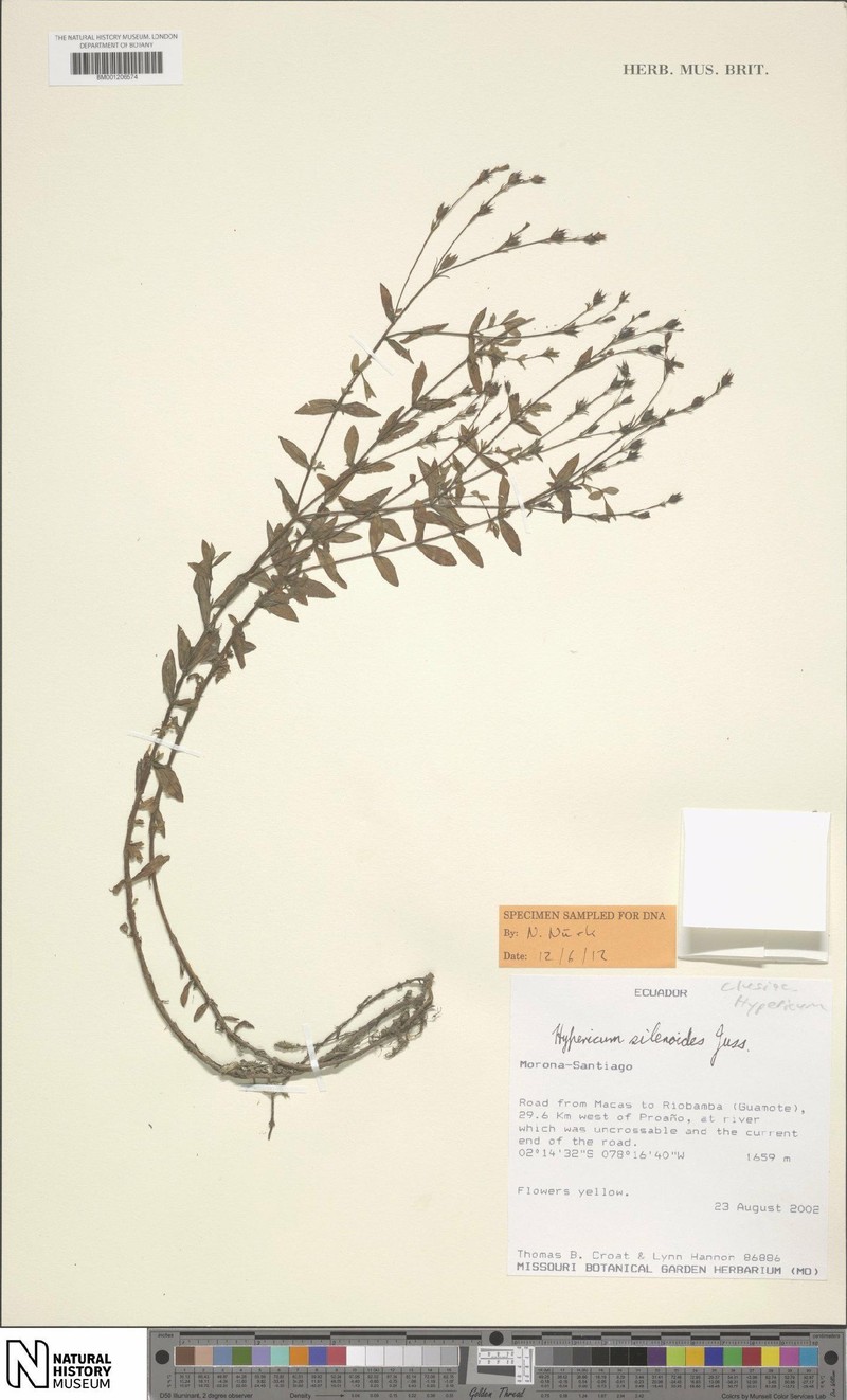 Hypericum silenoides subsp. silenoides photo 5