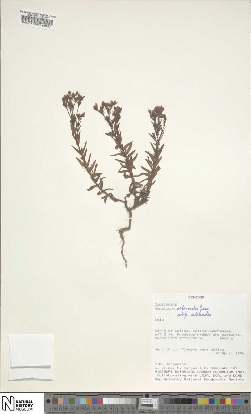 Hypericum silenoides subsp. silenoides photo 6