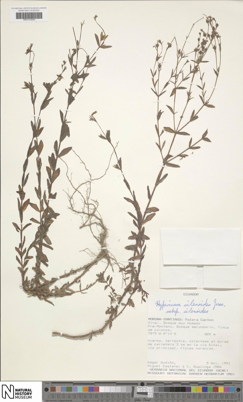 Hypericum silenoides subsp. silenoides photo 7