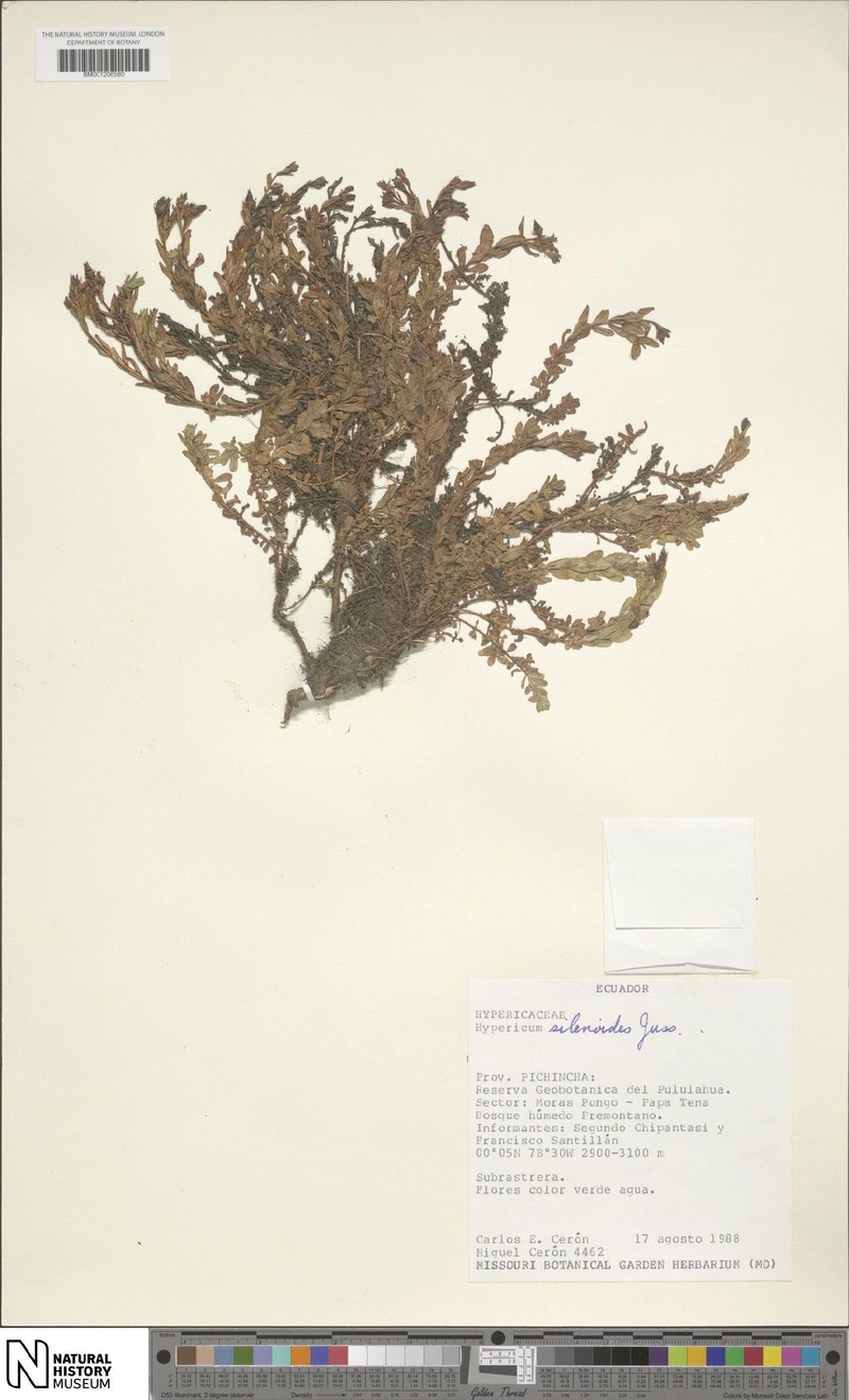 Hypericum silenoides subsp. silenoides photo 8