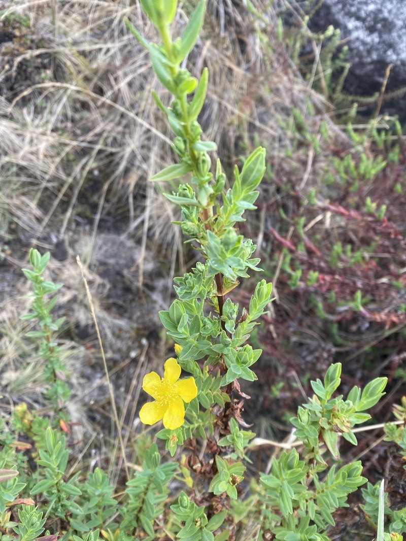 Hypericum simonsii