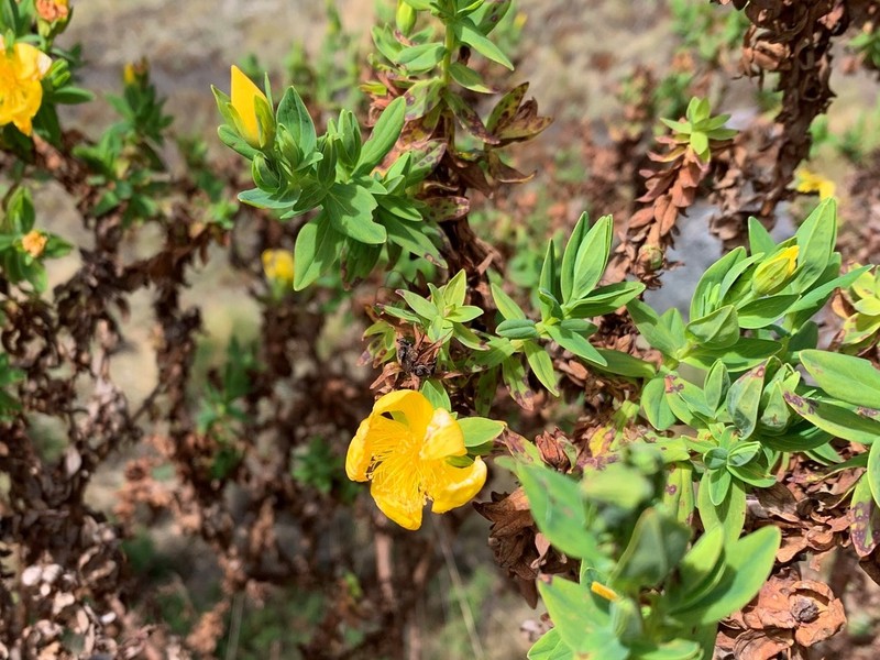Hypericum simonsii photo 2