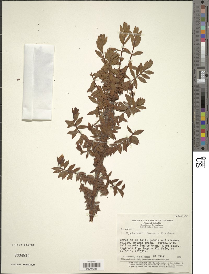 Hypericum simonsii photo 3