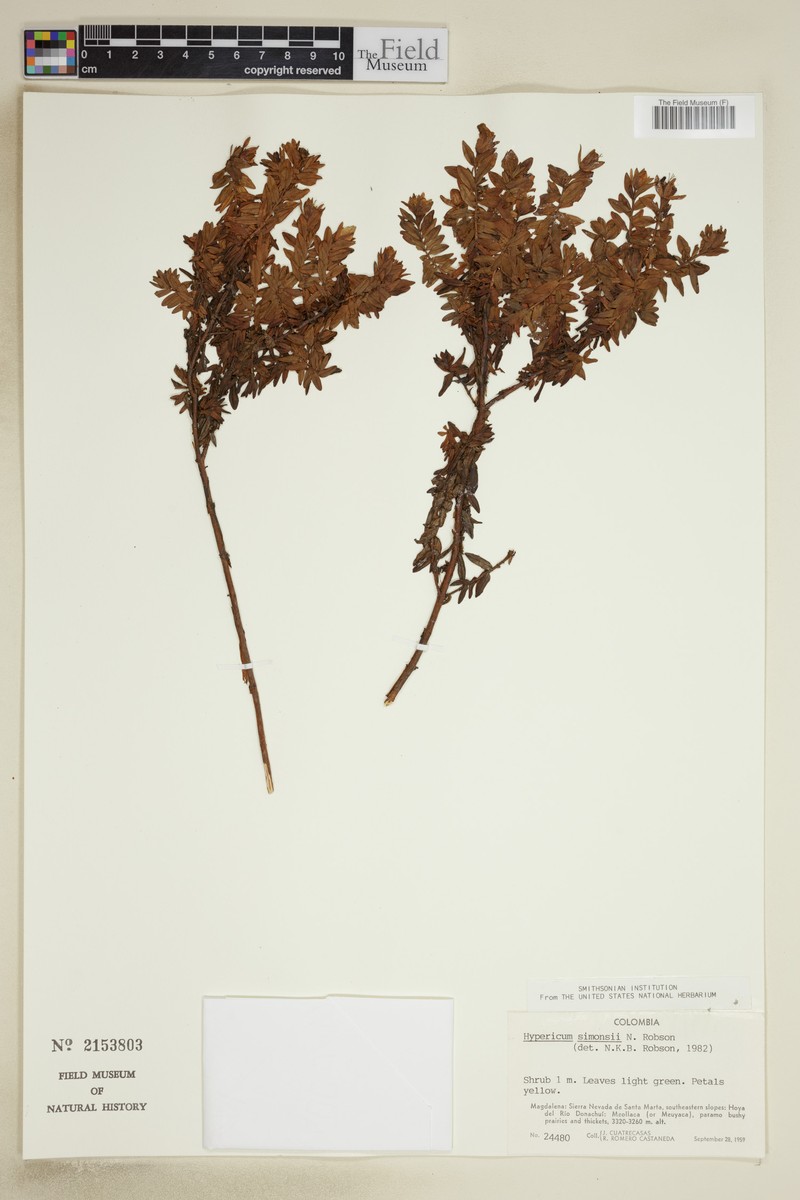 Hypericum simonsii photo 4