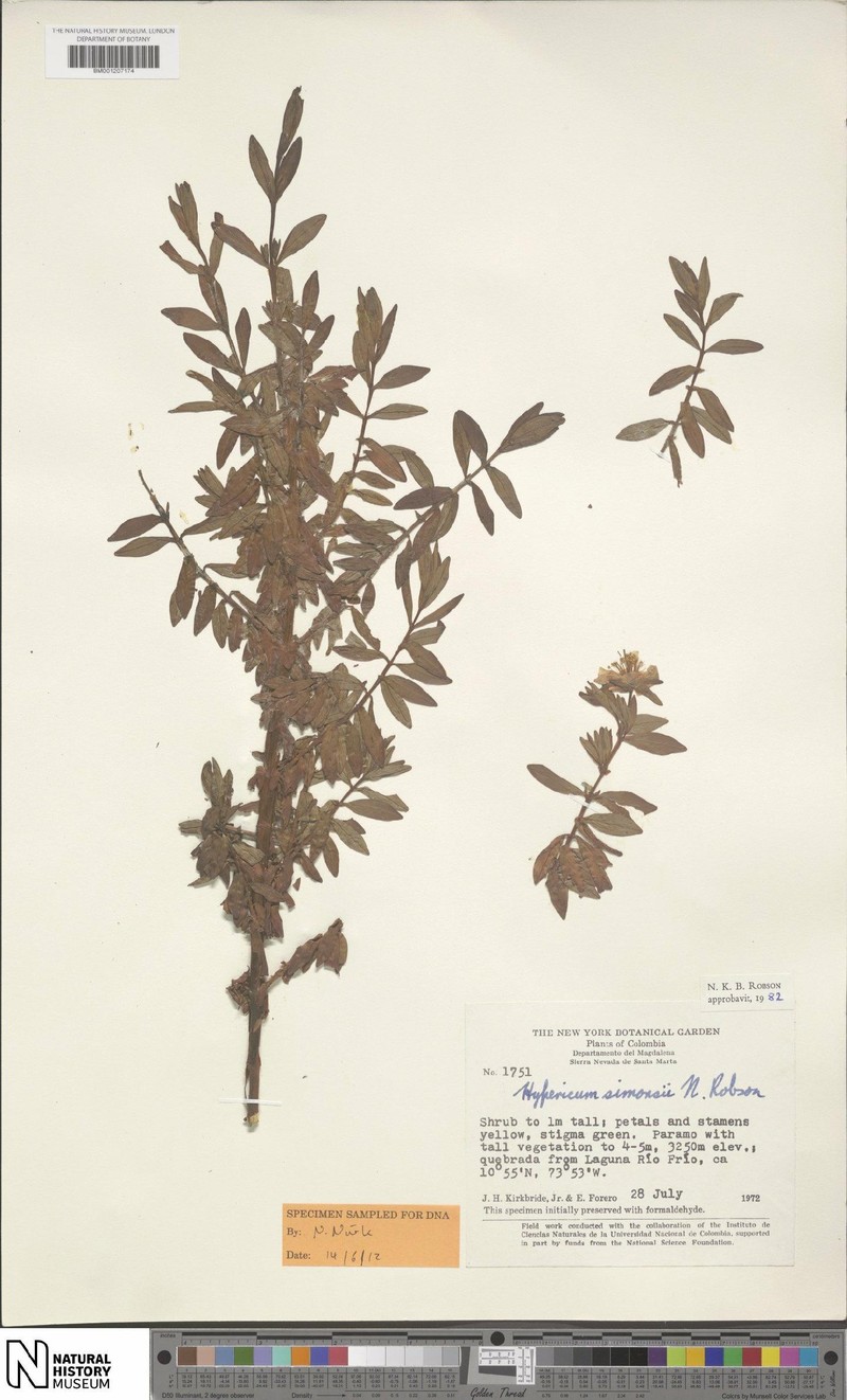 Hypericum simonsii photo 5