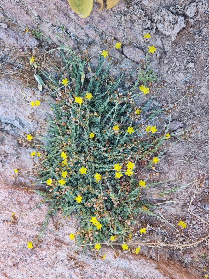 Hypericum sinaicum