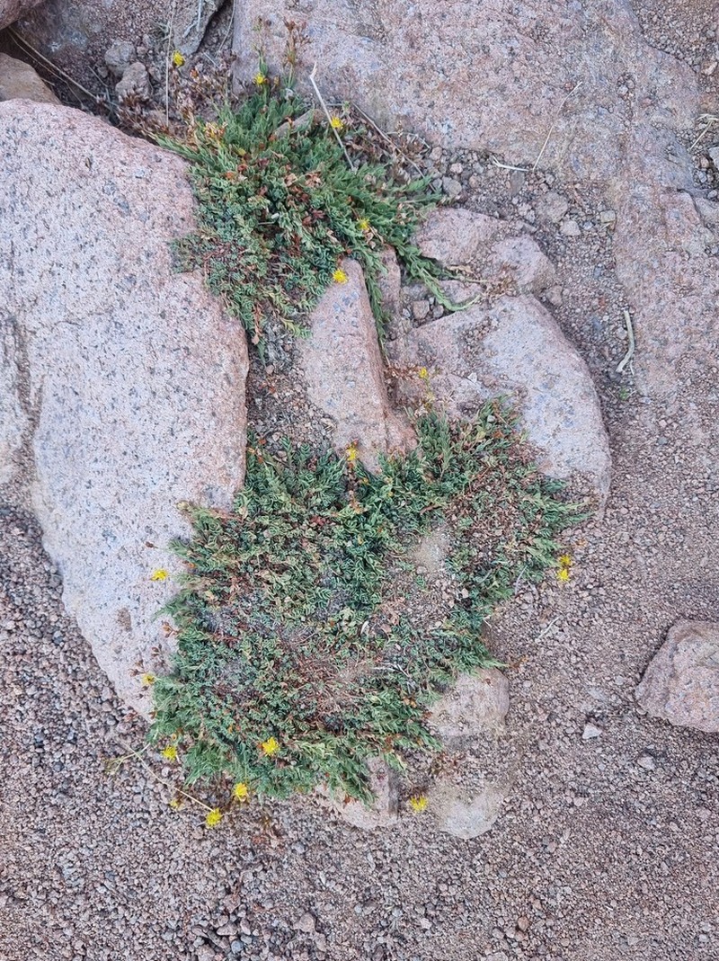 Hypericum sinaicum photo 2