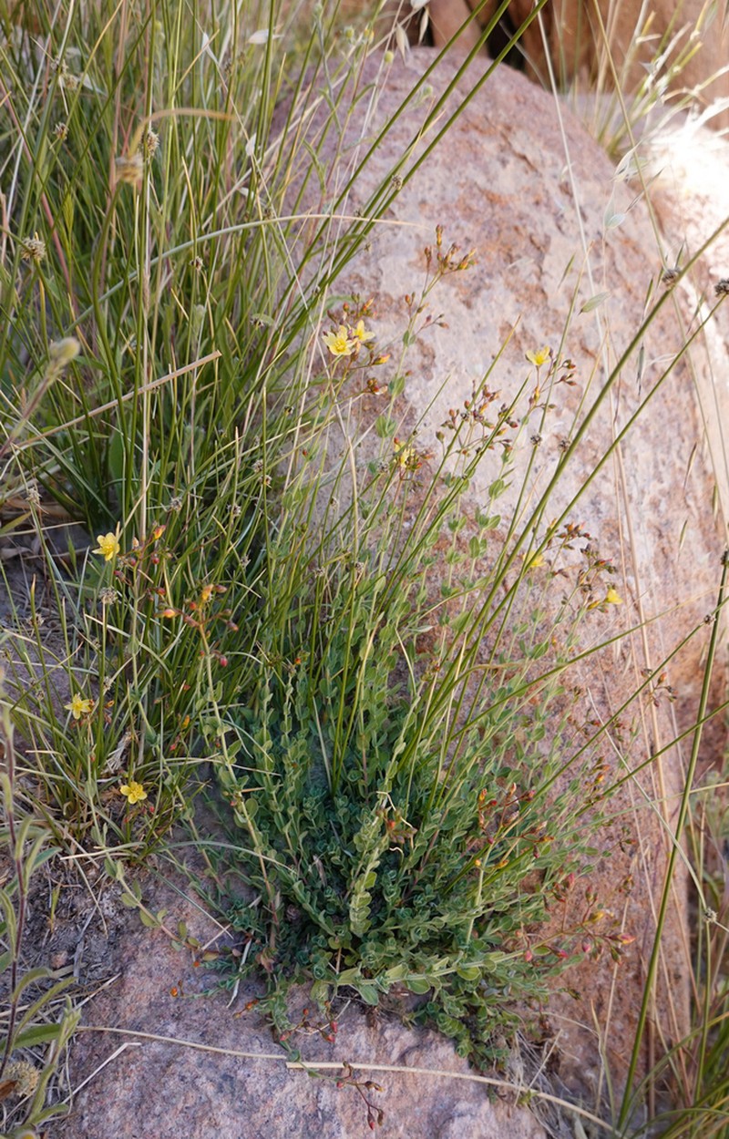 Hypericum sinaicum photo 4