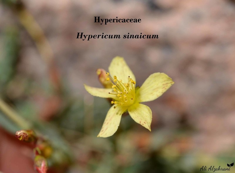 Hypericum sinaicum photo 5