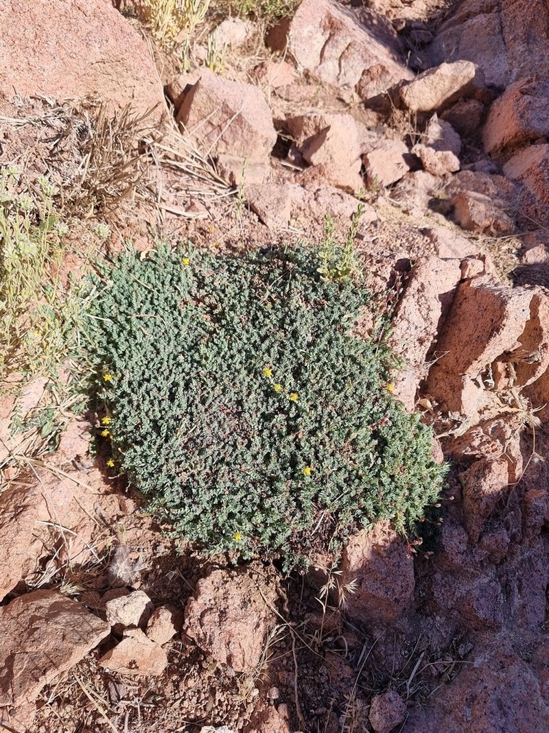 Hypericum sinaicum photo 6