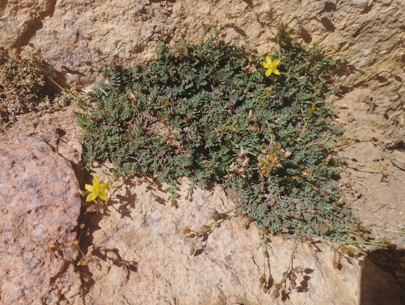 Hypericum sinaicum photo 7