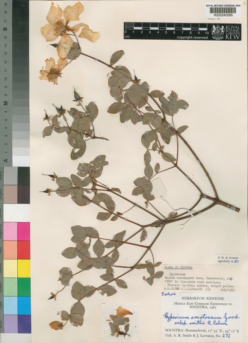 Hypericum smithii
