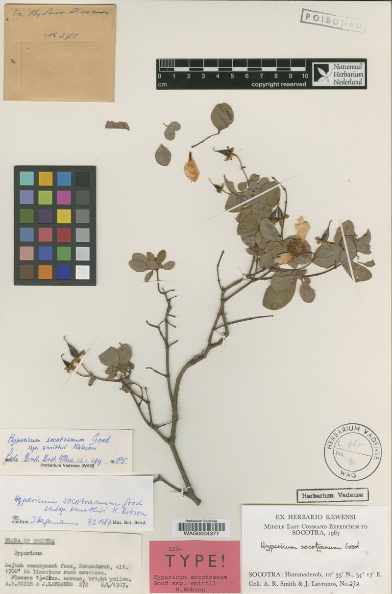 Hypericum smithii photo 2
