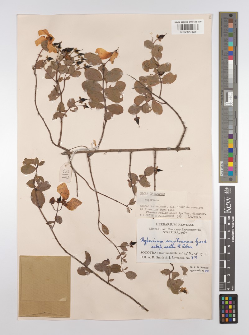 Hypericum smithii photo 3