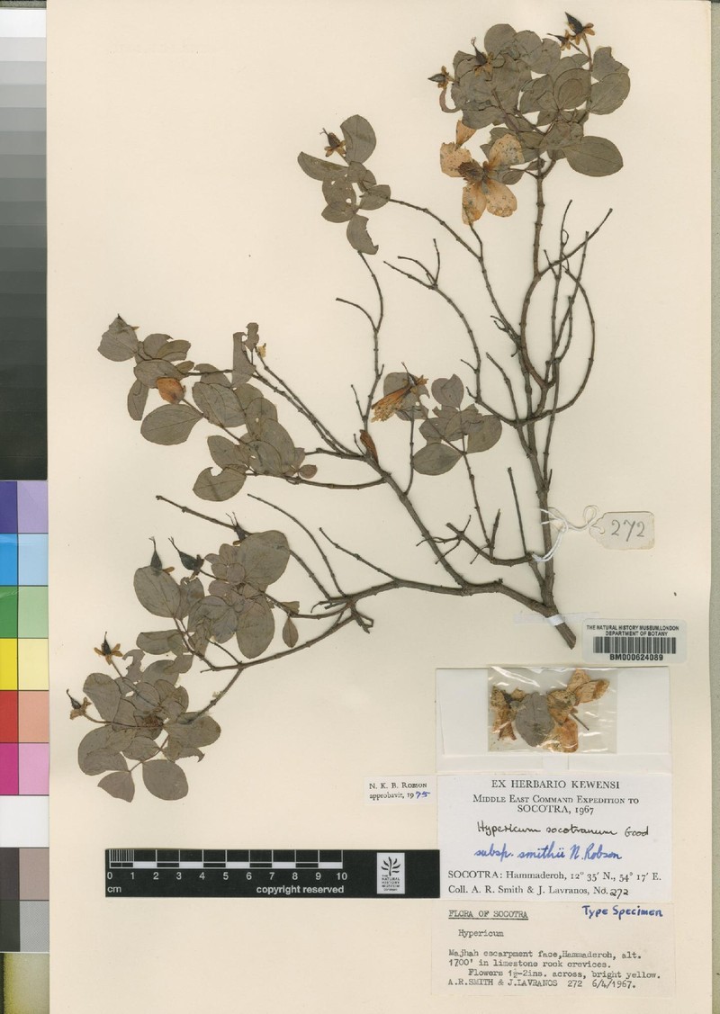 Hypericum smithii photo 4