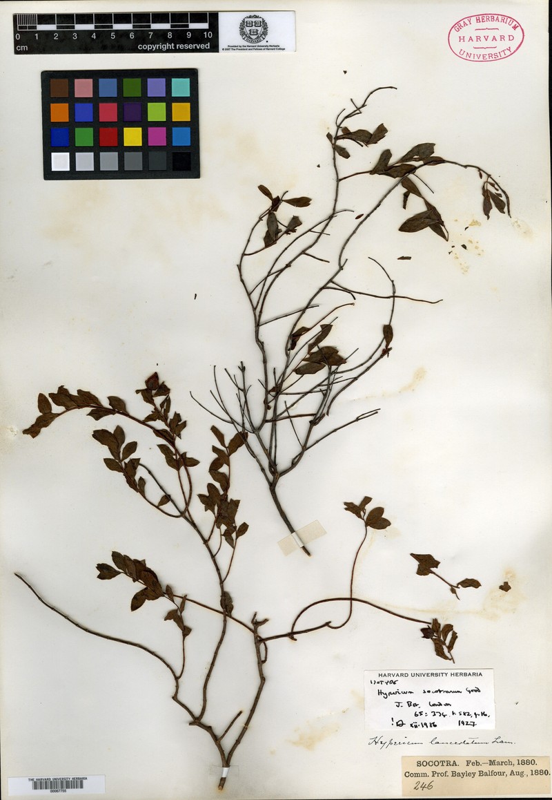 Hypericum socotranum