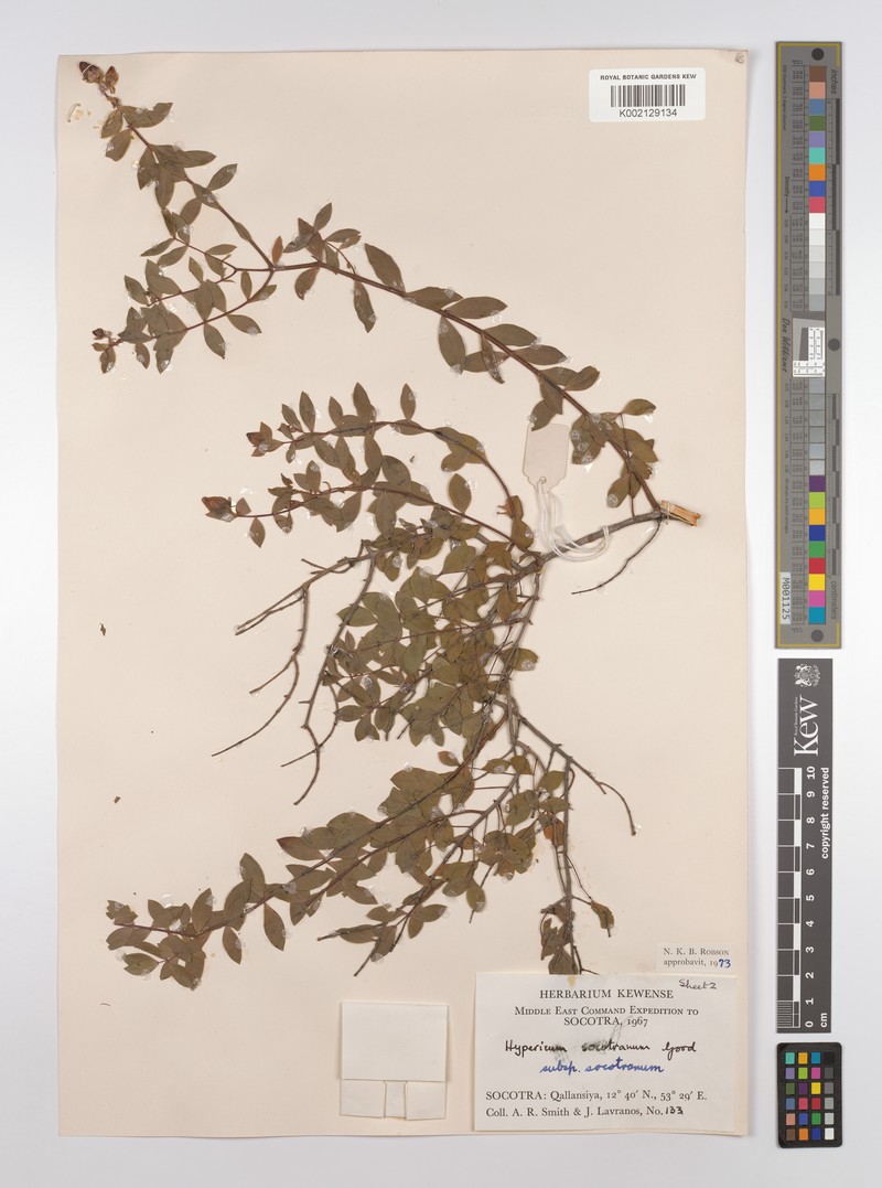 Hypericum socotranum photo 2