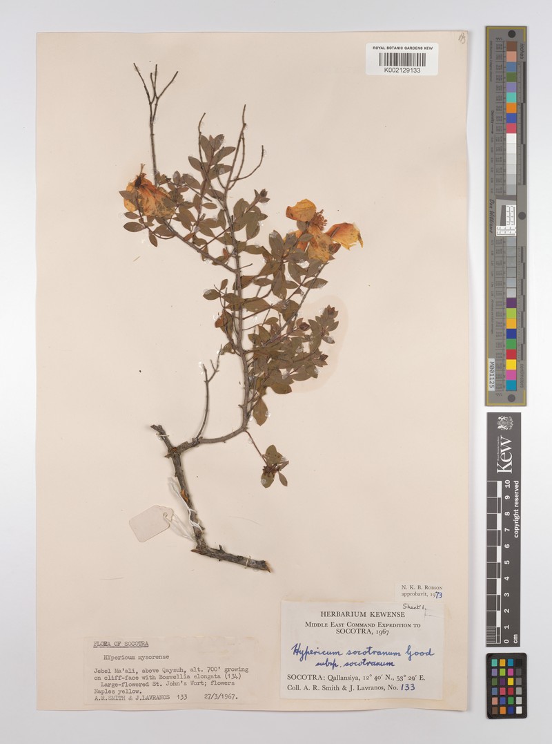 Hypericum socotranum photo 3