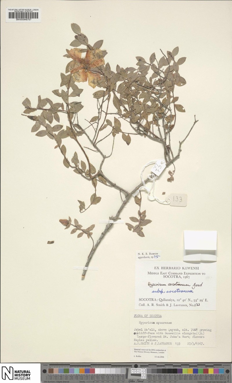 Hypericum socotranum photo 4