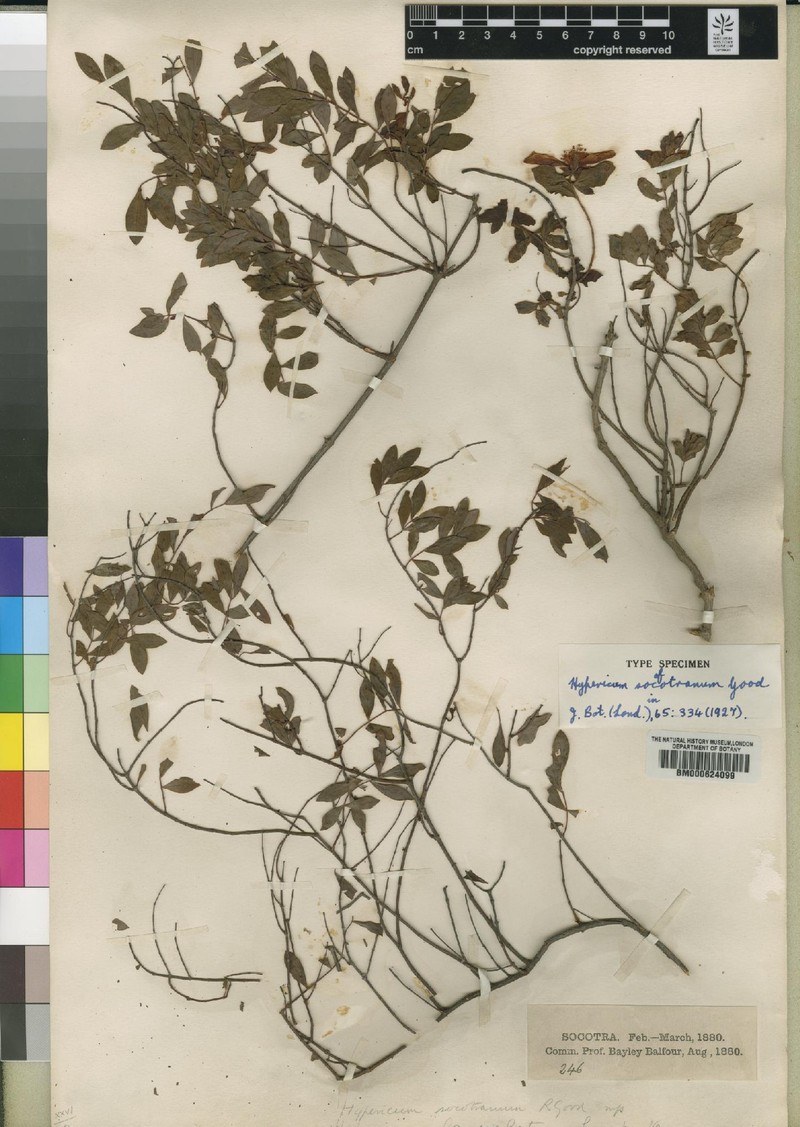 Hypericum socotranum photo 5