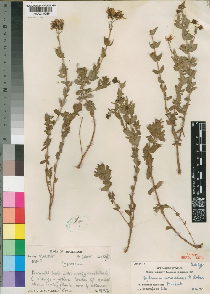 Hypericum somaliense
