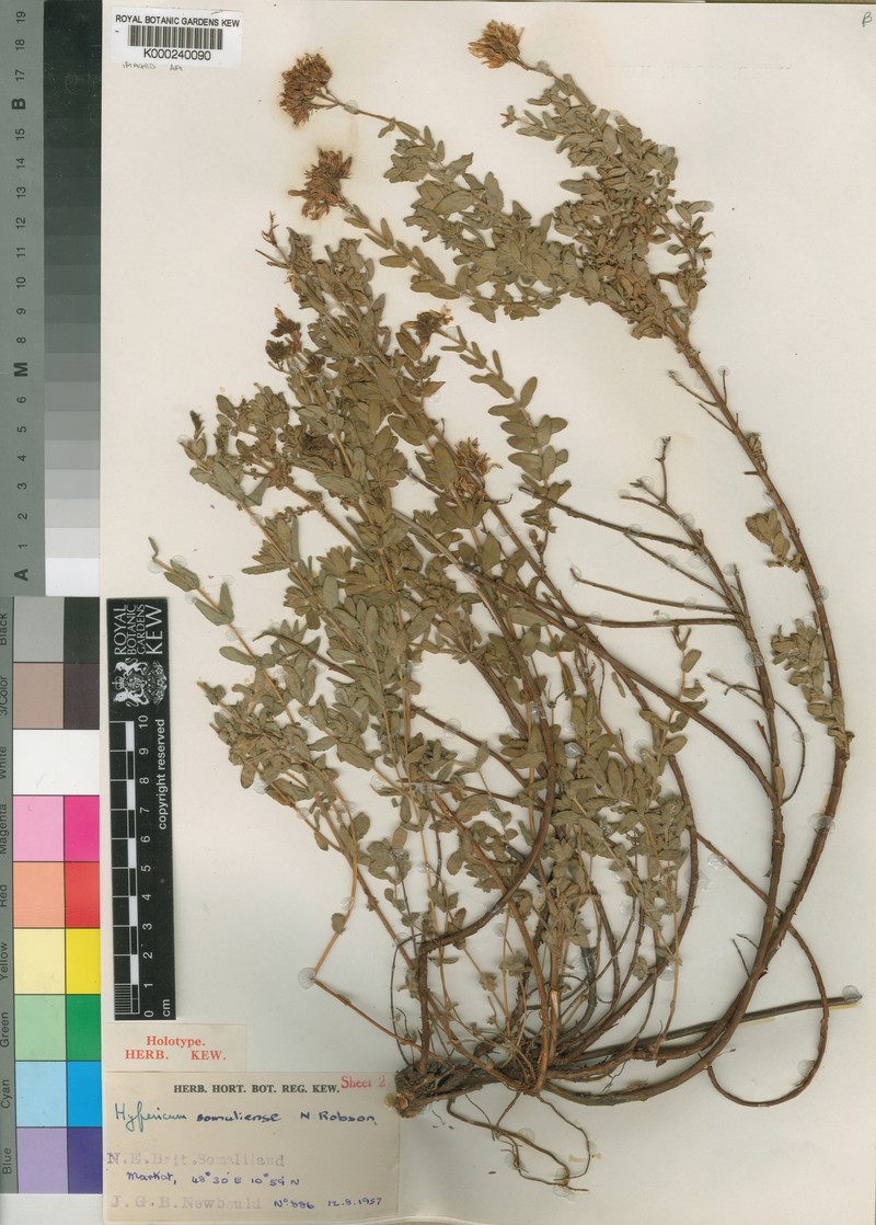 Hypericum somaliense photo 2