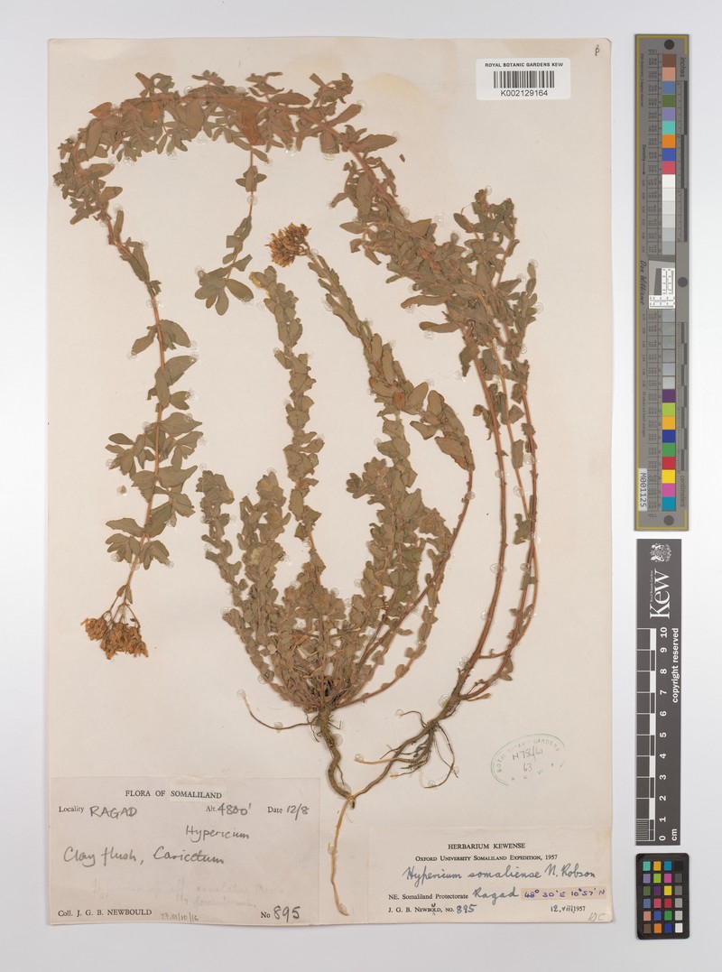 Hypericum somaliense photo 3