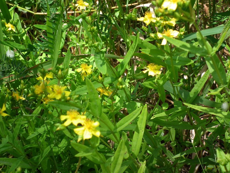 Roundseed St. Johnswort