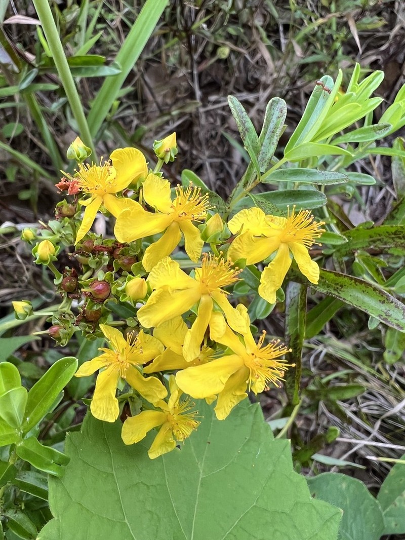 Roundseed St. Johnswort photo 2