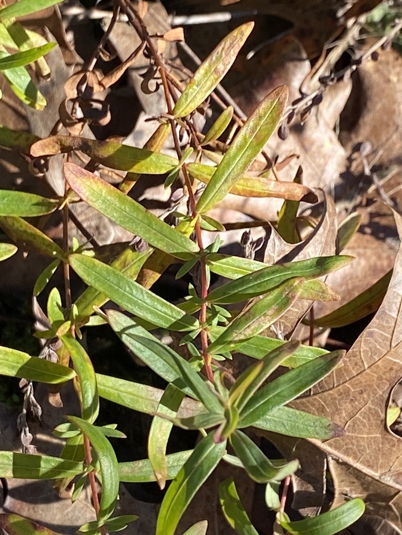 Roundseed St. Johnswort photo 3