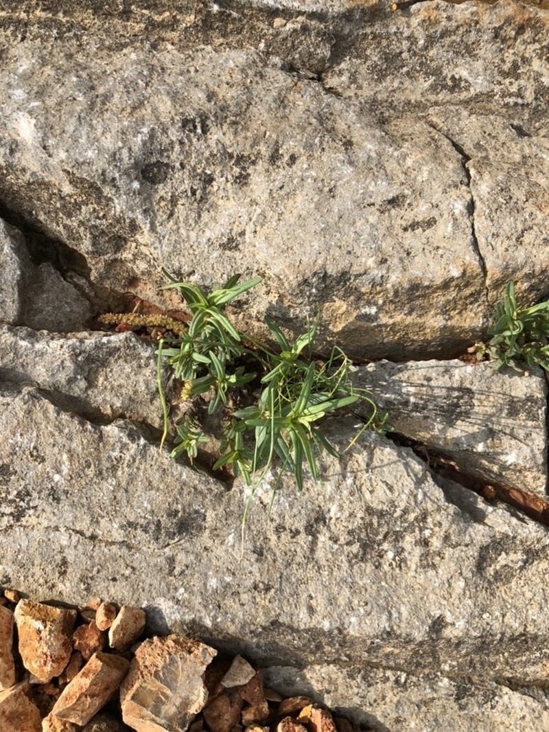 Roundseed St. Johnswort photo 4