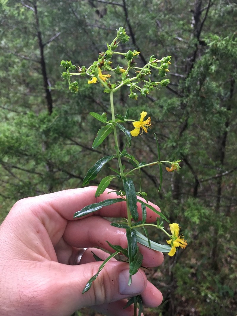 Roundseed St. Johnswort photo 5