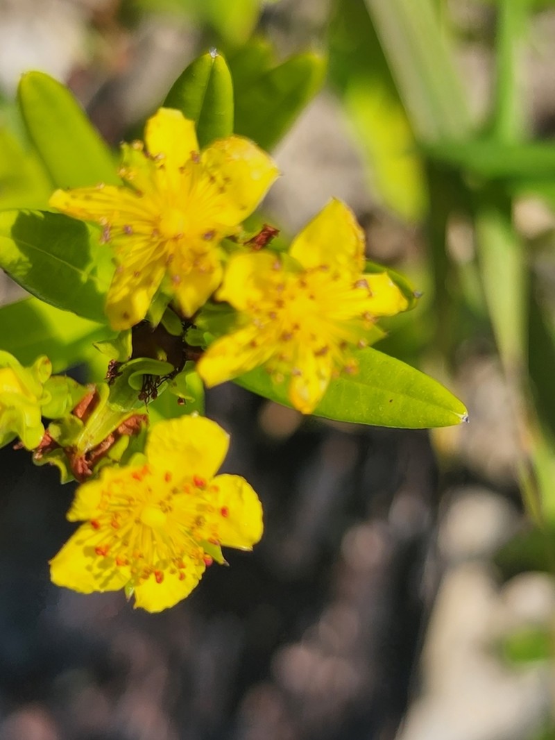 Roundseed St. Johnswort photo 6