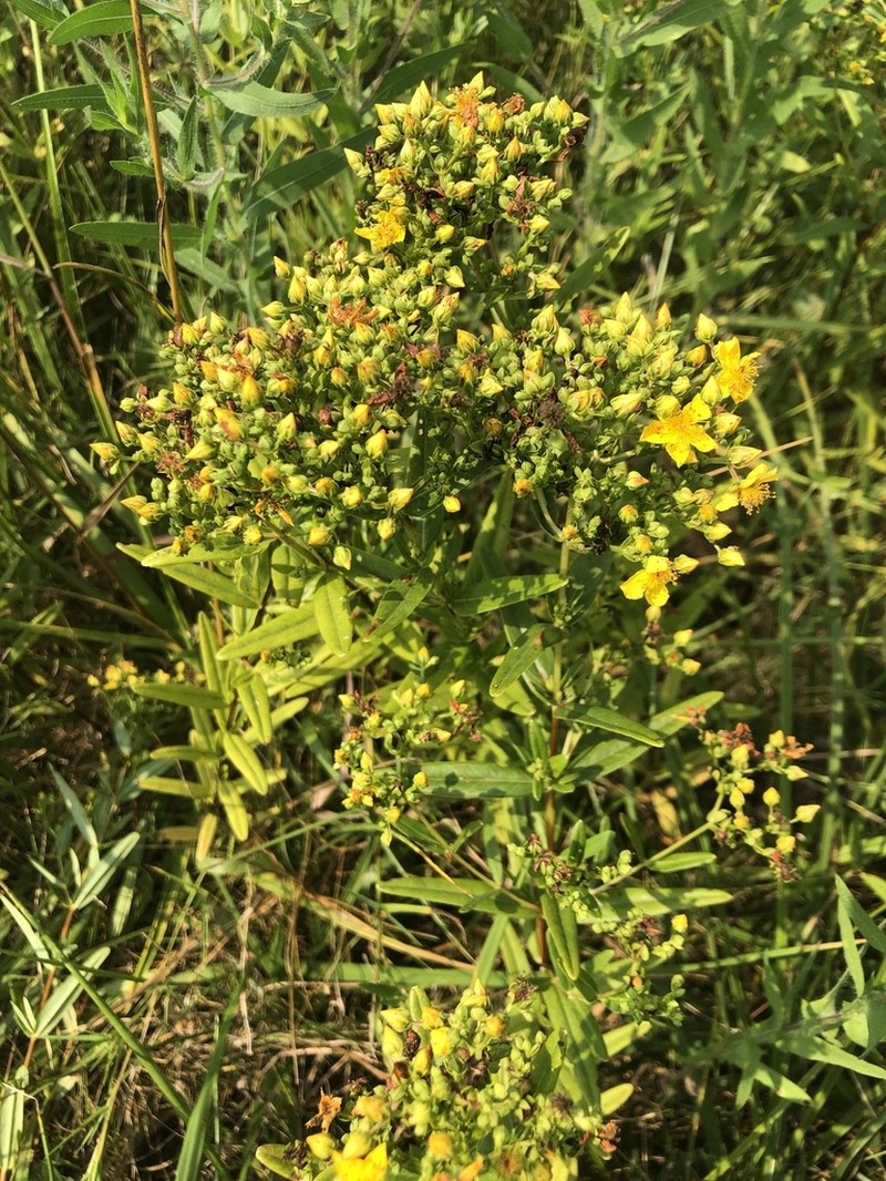Roundseed St. Johnswort photo 7
