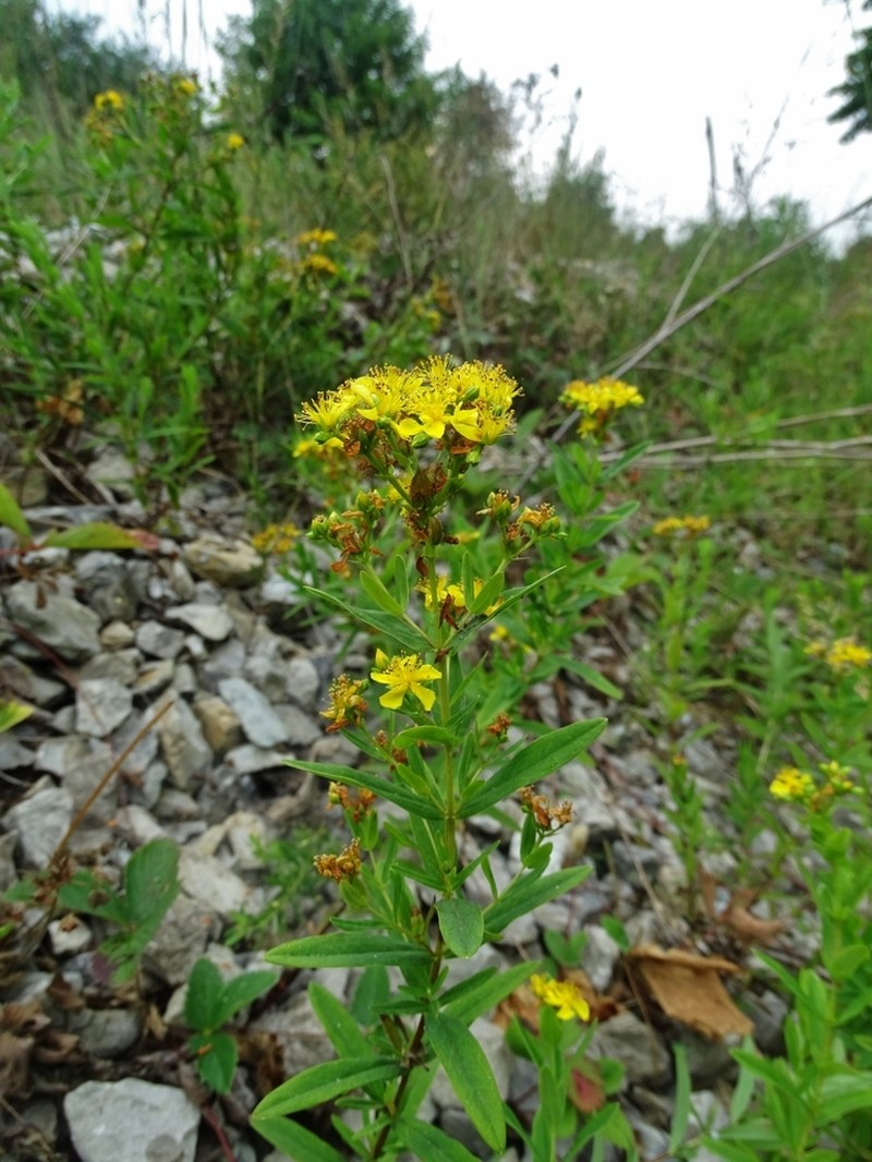 Roundseed St. Johnswort photo 8
